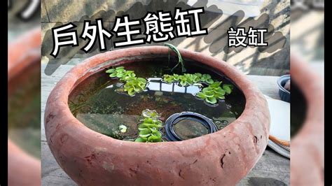 戶外養魚|戶外生態缸注意事項